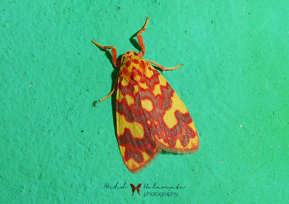 Cyme xantherythra (Erebidae, Arctiinae, Lithosiini)  Arfak Mountains,Birdingindonesia,Cyme xantherythra,Geotagged,Indonesia,Mehd Halaouate,Papua,Winter