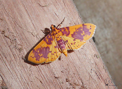 Dichocrocis haemactalis (Crambidae, Spilomelinae)  Arfak Mountains,Birdingindonesia,Dichocrocis haemactalis,Geotagged,Indonesia,Mehd Halaouate,Papua,Spring