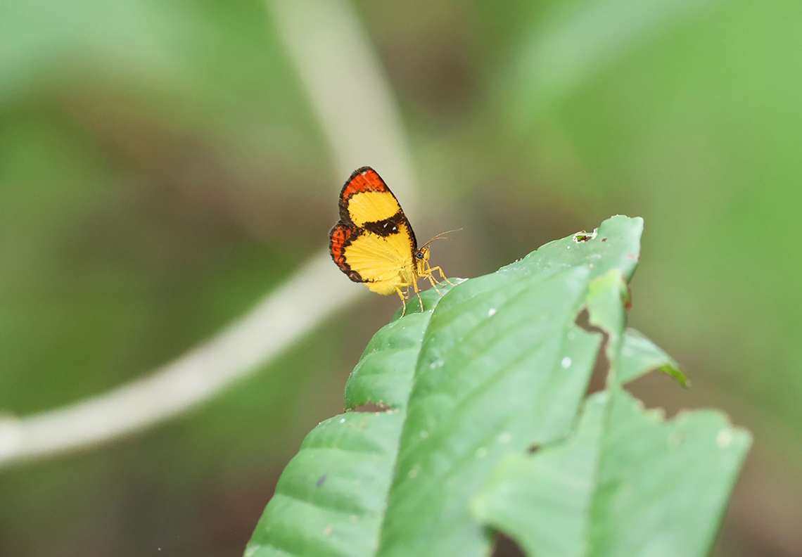 Callidula versicolor (Felder,1868) A day active moth from New Guinea. Birdingindonesia,Callidula versicolor,Geotagged,Indonesia,Mehd Halaouate,Nimbokrang,Papua,Winter