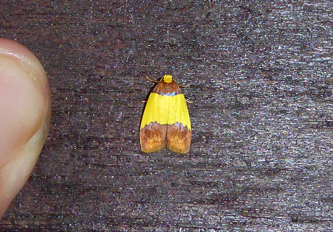 Byrsia dotata Byrsia dotata subspecies B. d papuana Arfak Mountains,Birdingindonesia,Byrsia dotata,Geotagged,Indonesia,Mehd Halaouate,Papua,Spring