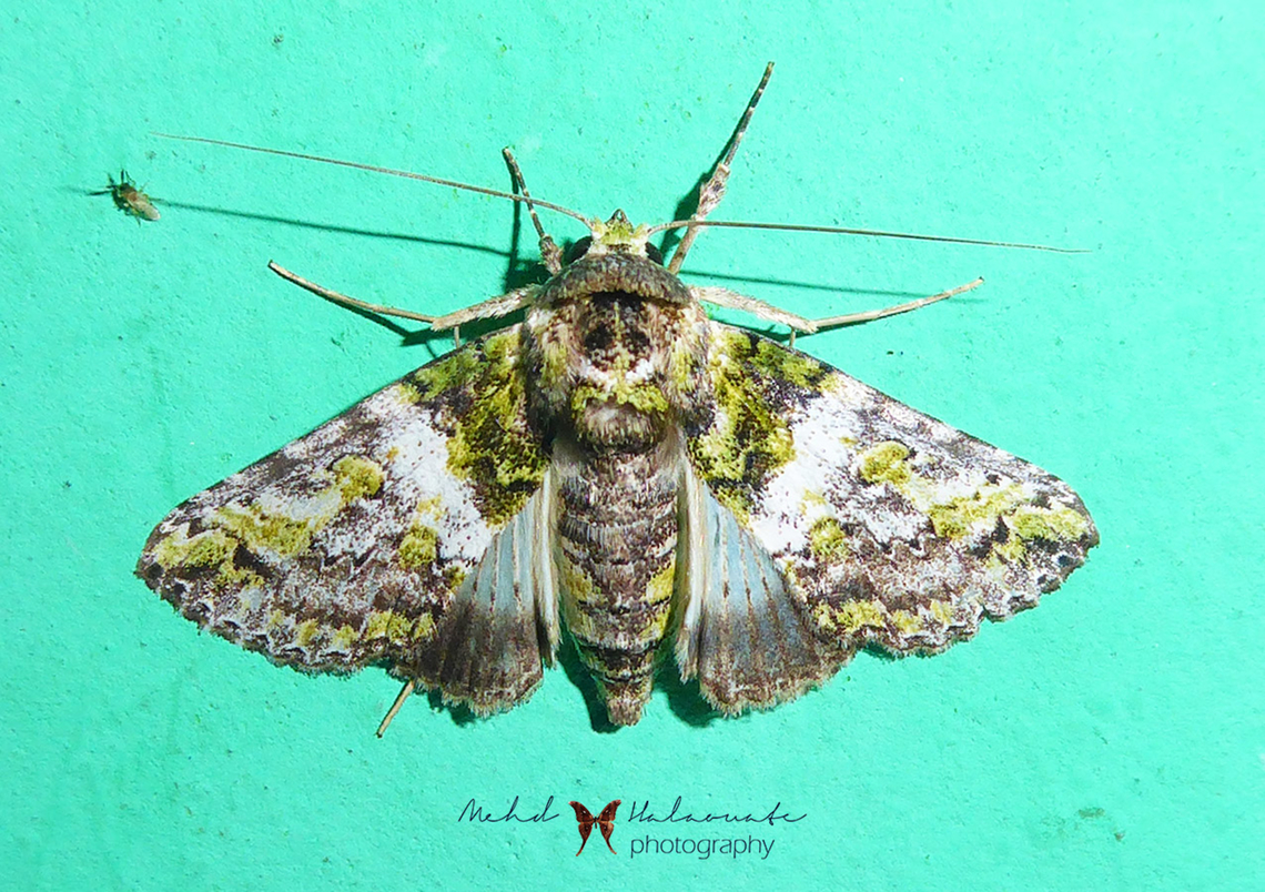 Risoba viridata According to INAT, this is probably the only photograph of a live specimen out there. Arfak Mountains,Birdingindonesia,Geotagged,Indonesia,Mehd Halaouate,Risoba viridata,Winter,papua