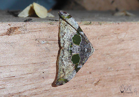 Achrosis pulchricolor (Geometridae, Ennominae) Arfak  Achrosis pulchricolor,Arfak Mountains,Birdingindonesia,Geotagged,Indonesia,Mehd Halaouate,Spring