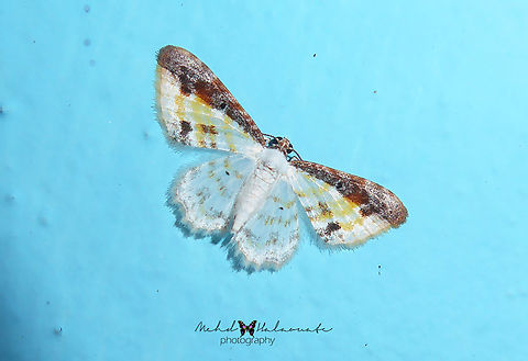 Acolutha pictaria  Acolutha pictaria,Arfak Mountains,Birdingindonesia,Geotagged,Indonesia,Mehd Halaouate,Papua,Spring