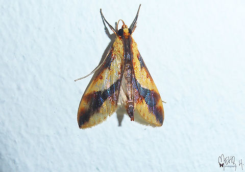 Aiyura pyrostrota