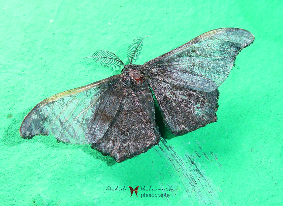 Black Looper (Hyposidra talaca)  Arfak Mountains,Birdingindonesia,Black Looper,Geotagged,Hyposidra talaca,Indonesia,Mehd Halaouate,Papua,Winter