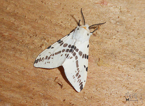 Lemyra avola (Erebidae, Arctiinae)  Arfak Mountains,Birdingindonesia,Geotagged,Indonesia,Lemyra avola,Mehd Halaouate,Papua,Spring