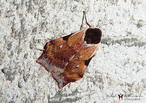 Macaduma costimacula  Arfak Mountains,Birdingindonesia,Geotagged,Indonesia,Macaduma costimacula,Mehd Halaouate,Papua,Winter