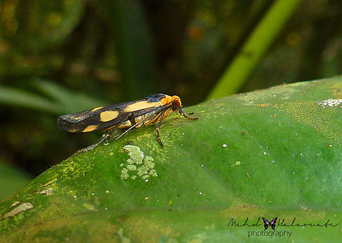 Chrysoscota vagivitta (Arctiinae, Erebidae)  Birdingindonesia,Chrysoscota vagivitta,Genyem,Geotagged,Indonesia,Mehd Halaouate,Nimbokrang,Papua