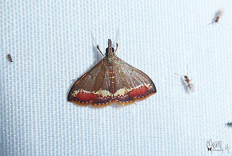 Clupeosoma pellucidalis  Arfak Mountains,Birdingindonesia,Clupeosoma pellucidalis,Geotagged,Indonesia,Mehd Halaouate,Papua,Spring