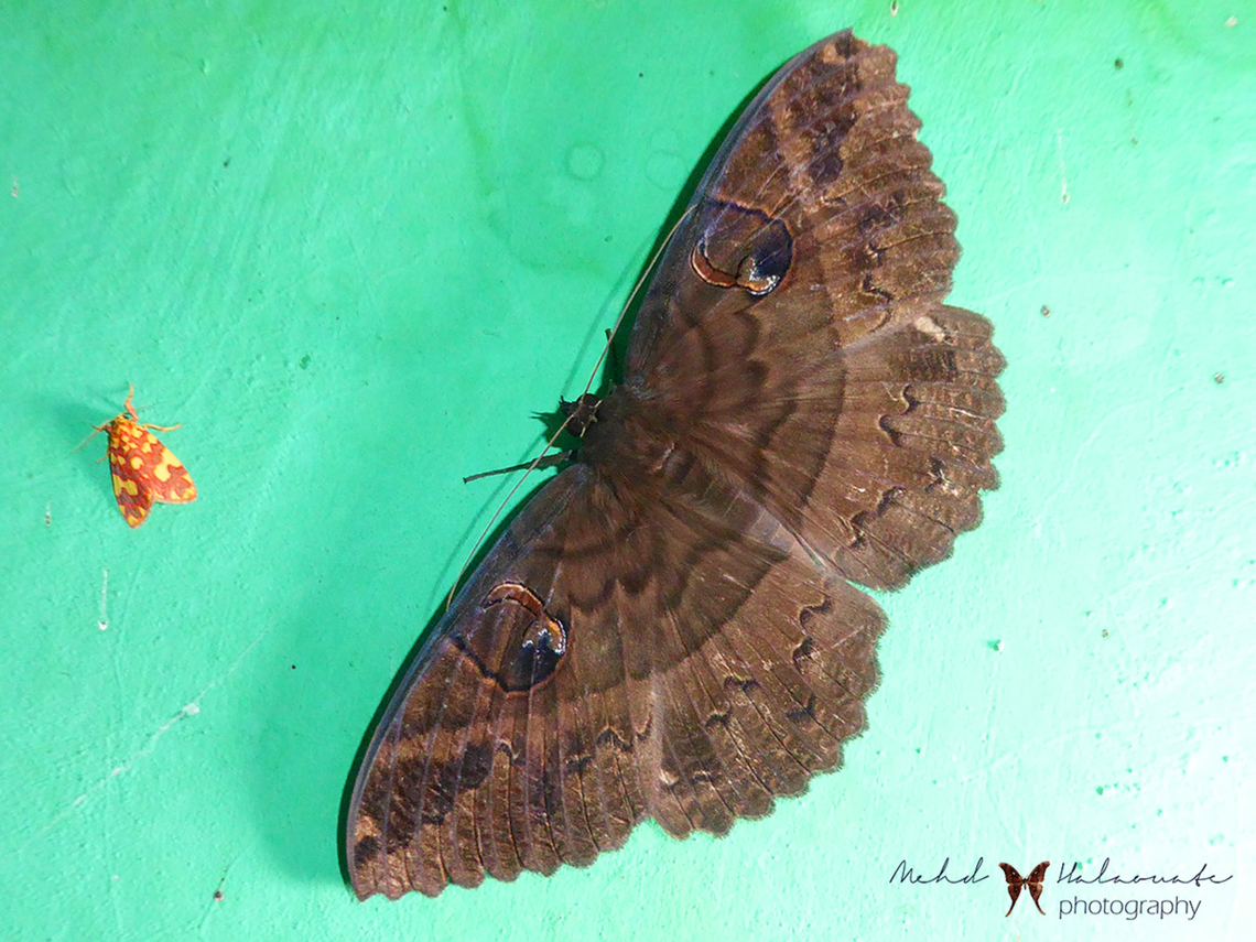 Erebus crepuscularis The little guy on the left side is a Cyme xantherythra. Arfak Mountains,Birdingindonesia,Cyme xantherythra,Erebus crepuscularis,Geotagged,Indonesia,Mehd Halaouate,Winter