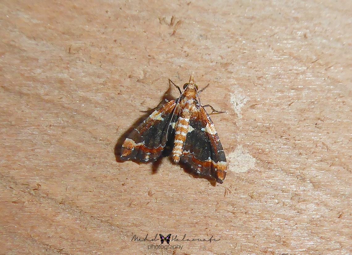 Ecliptopera sagittatoides (Geometridae, Larentiinae)  Arfak Mountains,Birdingindonesia,Ecliptopera sagittatoides,Geotagged,Indonesia,Mehd Halaouate,Spring