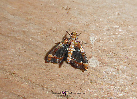 Ecliptopera sagittatoides (Geometridae, Larentiinae)  Arfak Mountains,Birdingindonesia,Ecliptopera sagittatoides,Geotagged,Indonesia,Mehd Halaouate,Spring