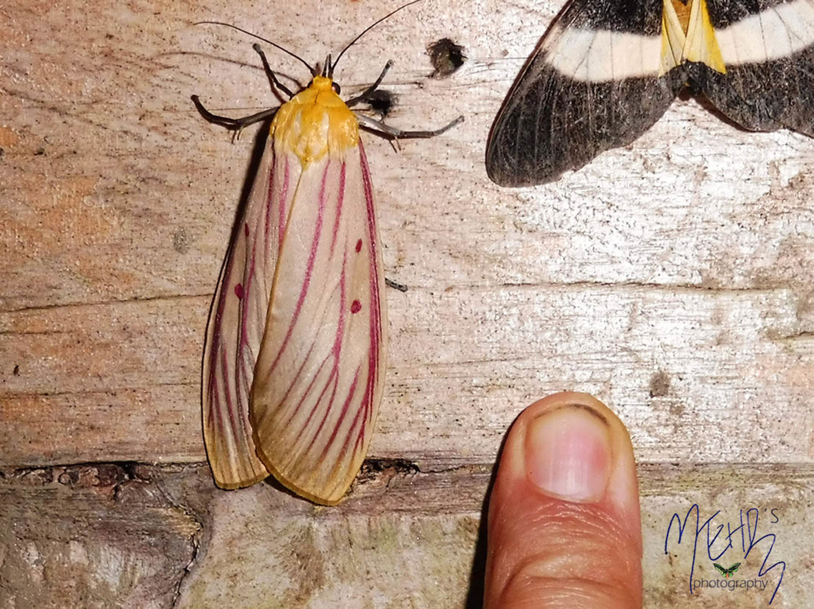 Ethopia roseilineata (Pyralidae, Galleriinae)  Arfak Mountains,Birdingindonesia,Ethopia roseilinea,Ethopia roseilineata,Geotagged,Indonesia,Mehd Halaouate,Papua,Winter