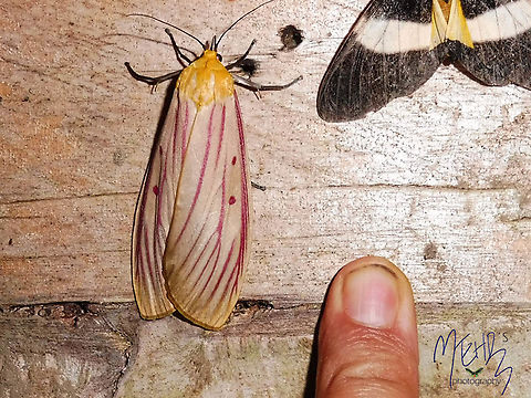 Ethopia roseilineata (Pyralidae, Galleriinae)  Arfak Mountains,Birdingindonesia,Ethopia roseilinea,Ethopia roseilineata,Geotagged,Indonesia,Mehd Halaouate,Papua,Winter