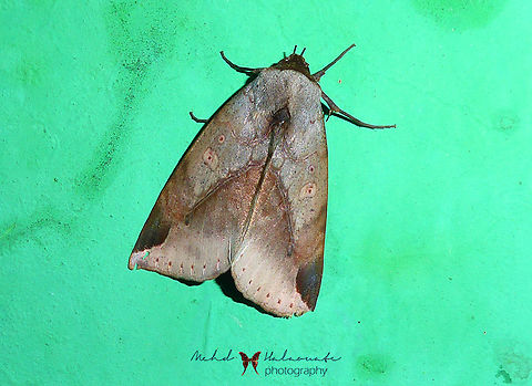 Hypanua dinawa Hypanua dinawa a member of Underwing, Tiger, Tussock, and Allied Moths Family Erebidae. Arfak Mountains,Birdingindonesia,Geotagged,Hypanua dinawa,Indonesia,Mehd Halaouate,Papua,Winter