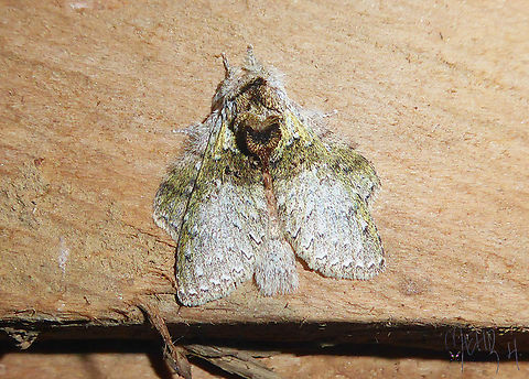Stauropus vanmastrigti, Notodontidae.  Arfak Mountains,Birdingindonesia,Geotagged,Indonesia,Mehd Halaouate,Notodontidae,Spring,Stauropus vanmastrigti