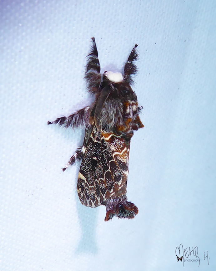 Streblote proserpina (Lasiocampidae). One of the rare ones in New Guinea. Arfak Mountains,Birdingindonesia,Geotagged,Indonesia,Mehd Halaouate,Papua,Spring,Streblote proserpina