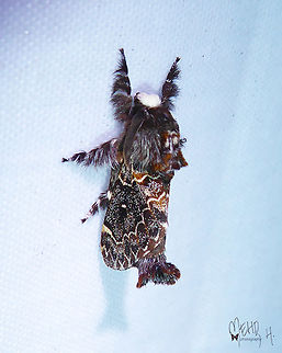 Streblote proserpina (Lasiocampidae). One of the rare ones in New Guinea. Arfak Mountains,Birdingindonesia,Geotagged,Indonesia,Mehd Halaouate,Papua,Spring,Streblote proserpina