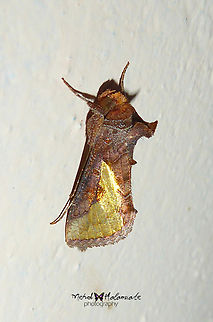 Thysanoplusia orichalcea, (Noctuidae, Plusiinae)  Arfak Mountains,Birdingindonesia,Geotagged,Indonesia,Mehd Halaouate,Papua,Slender burnished brass,Thysanoplusia orichalcea,Winter