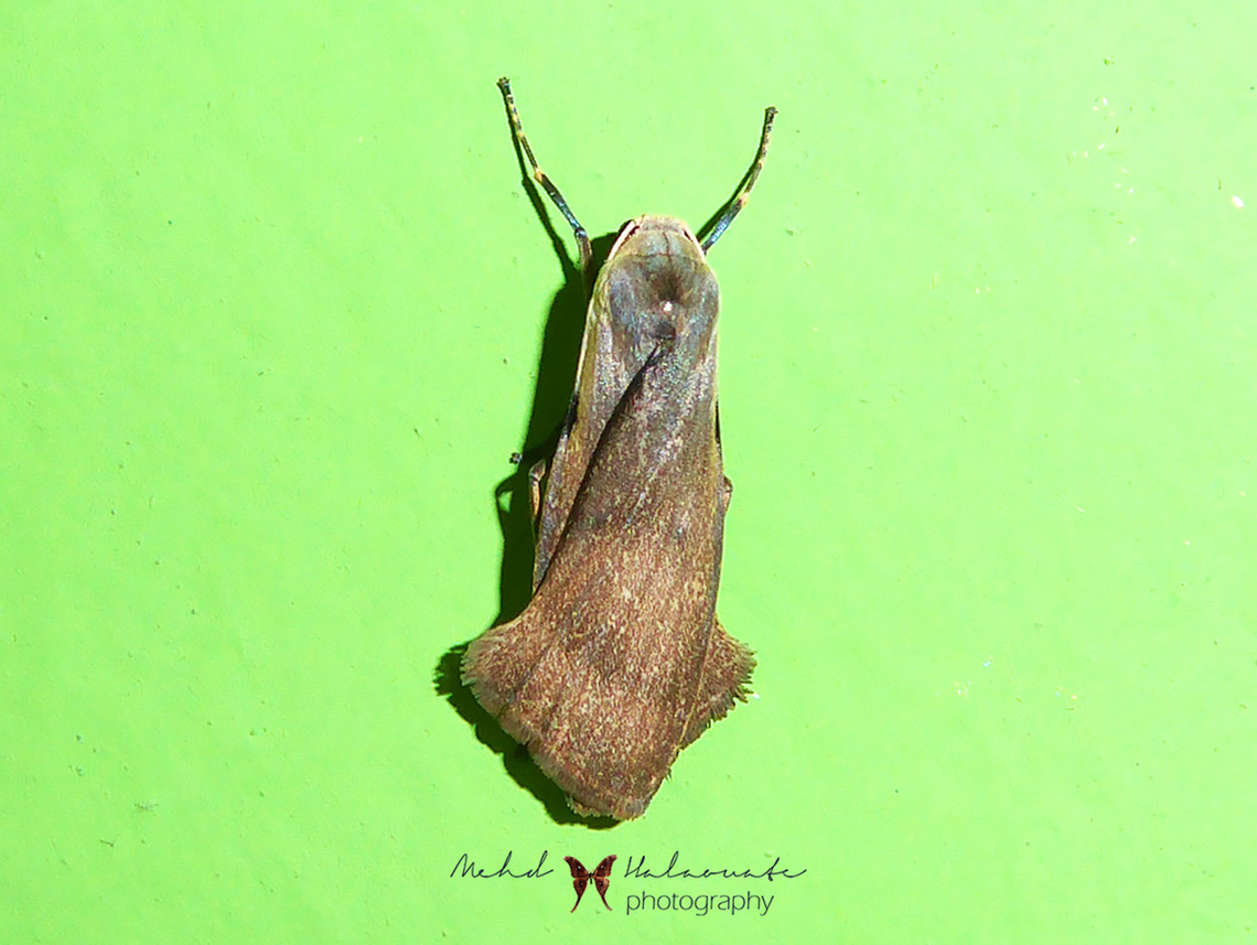 Teulisna bipunctata  Arfak Mountains,Birdingindonesia,Geotagged,Indonesia,Mehd Halaouate,Papua,Teulisna bipunctata,Winter