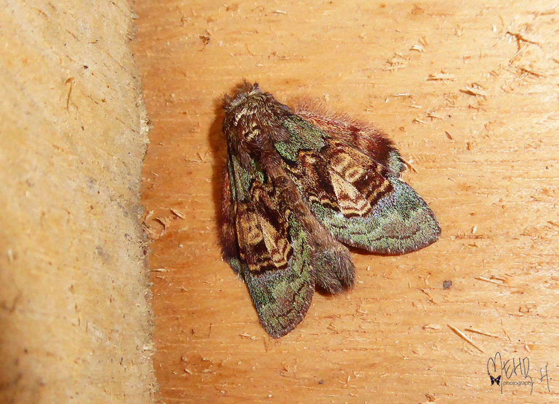 Syntypistis pallidifascia (Notodontidae)  Arfak Mountains,Birdingindonesia,Geotagged,Indonesia,Mehd Halaouate,Papua,Syntypistis pallidifascia,Winter