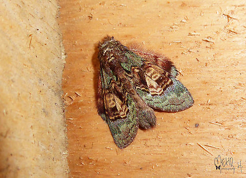 Syntypistis pallidifascia (Notodontidae)  Arfak Mountains,Birdingindonesia,Geotagged,Indonesia,Mehd Halaouate,Papua,Syntypistis pallidifascia,Winter