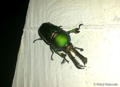 Bronze Elkhorn Stag Beetle (Lamprima adolphinae)  Arfak Mountains,Birdingindonesia,Geotagged,Indonesia,Lamprima adolphinae,Mehd Halaouate