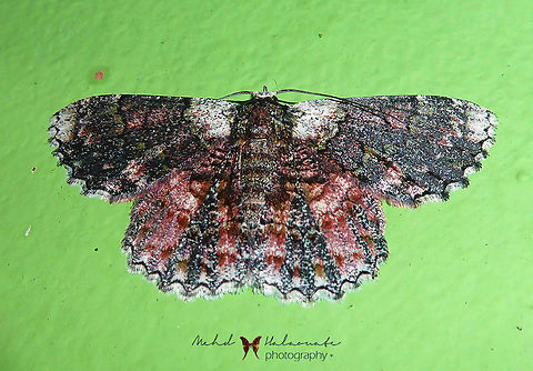 Hypodoxa emiliaria  Arfak Mountains,Birdingindonesia,Geotagged,Hypodoxa emiliaria,Indonesia,Mehd Halaouate,Papua,Winter