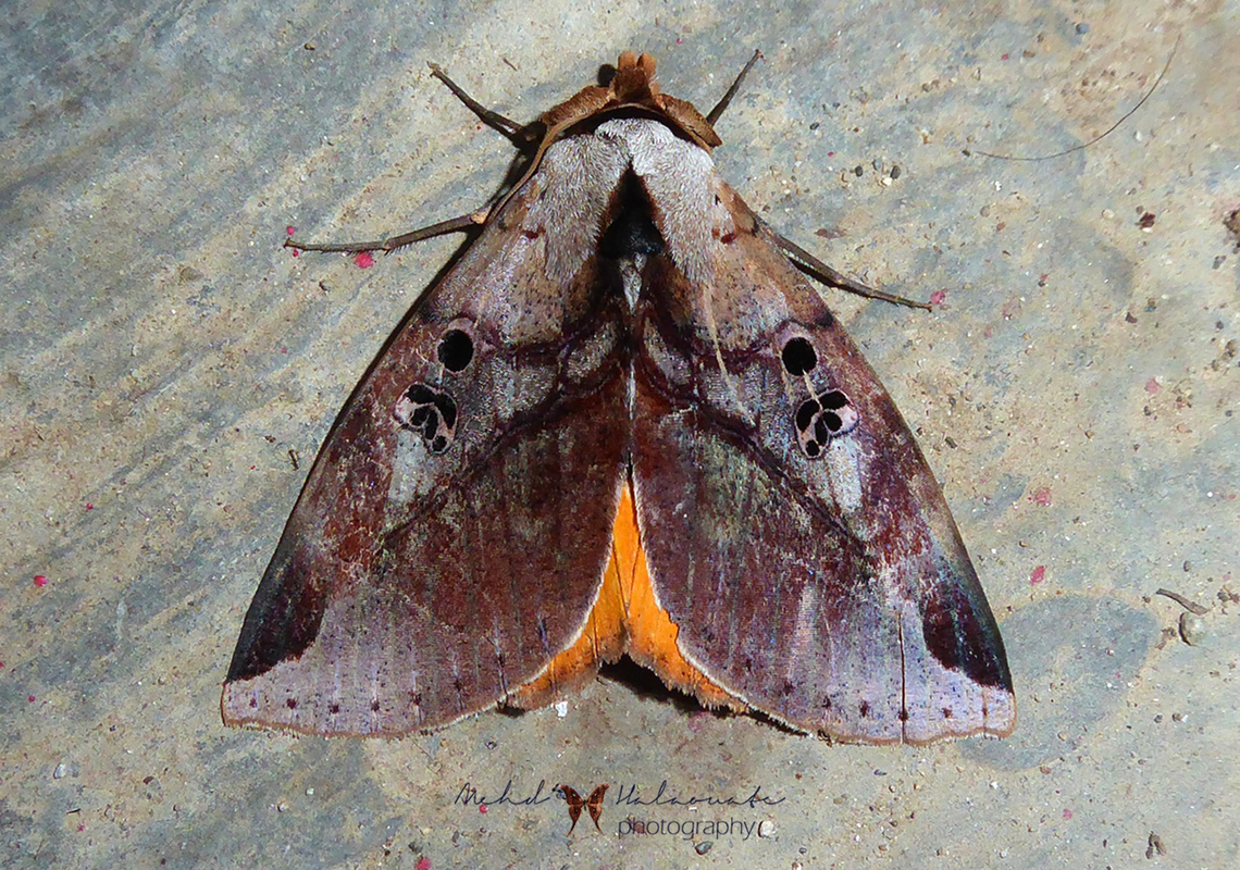 Thyas miniacea  Arfak Mountains,Birdingindonesia,Geotagged,Indonesia,Mehd Halaouate,Papua,Thyas miniacea,Winter