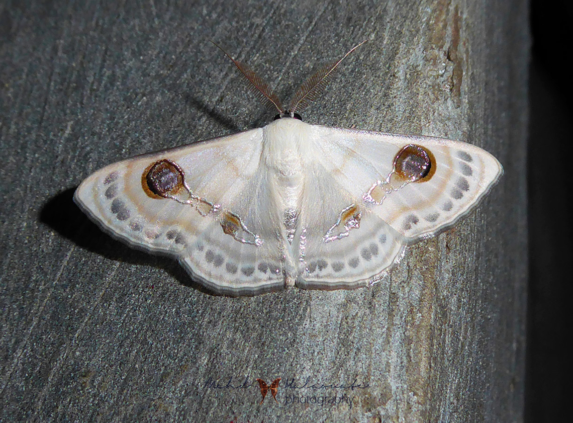 Problepsis vulgaris  Arfak Mountains,Birdingindonesia,Geotagged,Indonesia,Mehd Halaouate,Papua,Problepsis vulgaris,Winter