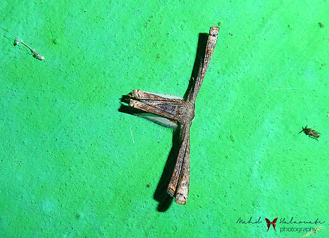 Phazaca corrasa  Arfak Mountains,Birdingindonesia,Geotagged,Indonesia,Mehd Halaouate,Papua,Phazaca corrasa,Winter