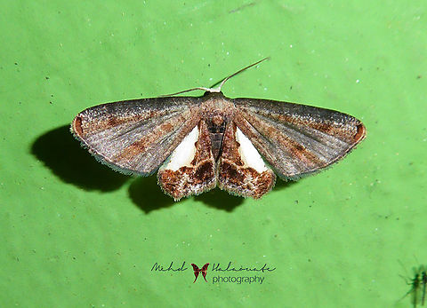 Phazaca corrasa  Arfak Mountains,Birdingindonesia,Geotagged,Indonesia,Mehd Halaouate,Phazaca corrasa,Winter,papua