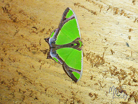 Agathia prasinaspis  Agathia prasinaspis,Arfak Mountains,Birdingindonesia,Geotagged,Indonesia,Mehd Halaouate,Papua,Winter