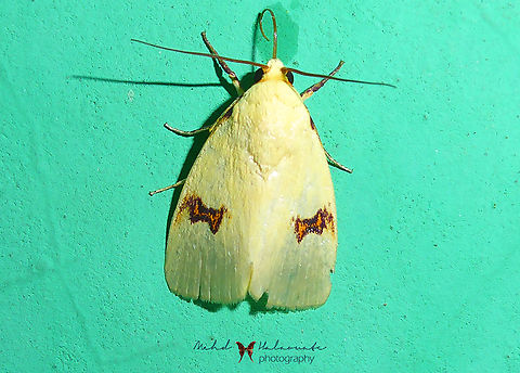 Earias uniplaga  Arfak Mountains,Birdingindonesia,Earias uniplaga,Geotagged,Indonesia,Mehd Halaouate,Papua,Winter