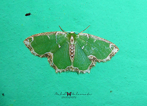 Eucyclodes lithocrossa  Arfak Mountains,Birdingindonesia,Eucyclodes lithocrossa,Geotagged,Indonesia,Mehd Halaouate,Papua,Spring