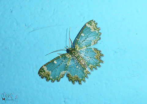 Eucyclodes absona This is the female of the species. Arfak Mountains,Birdingindonesia,Eucyclodes absona,Geotagged,Indonesia,Mehd Halaouate,Papua,Spring