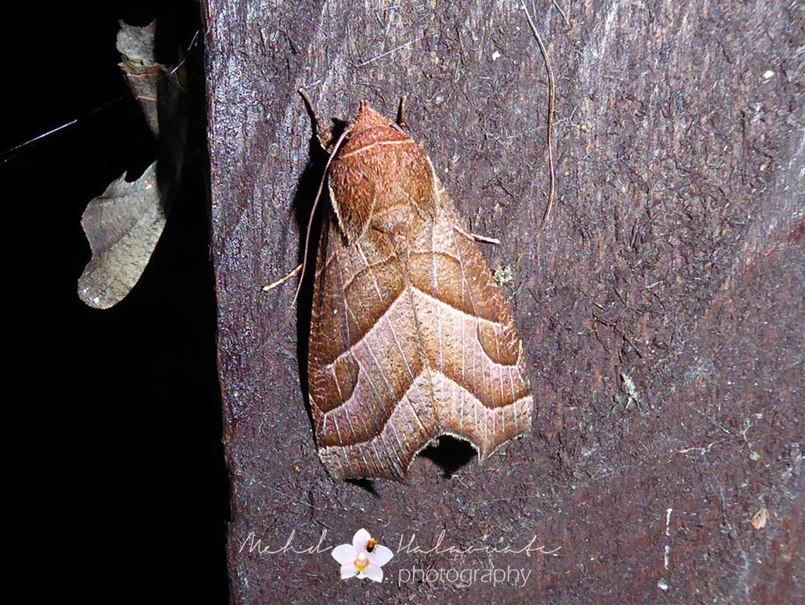 Gonitis subpurpurea Gonitis subpurpurea, Erebidae, Scoliopteryginae Arfak Mountains,Birdingindonesia,Erebidae,Geotagged,Gonitis subpurpurea,Indonesia,Mehd Halaouate,Scoliopteryginae,Summer