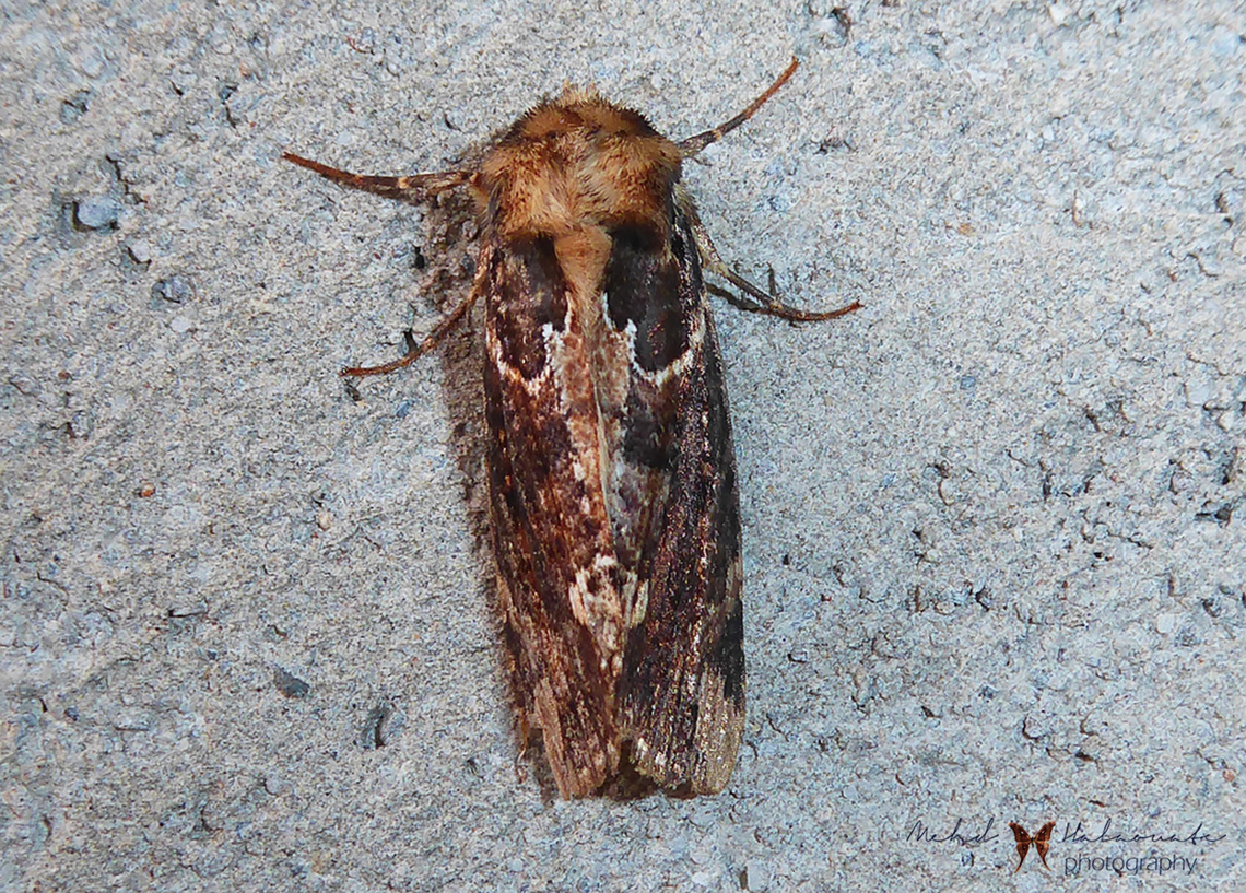 Habrona brunnea  Arfak Mountains,Birdingindonesia,Geotagged,Habrona brunnea,Indonesia,Mehd Halaouate,Papua,Winter