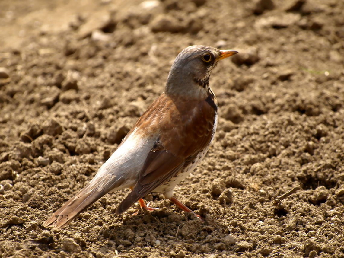 Turdus pilaris Eat insect Fieldfare,Geotagged,Romania,Turdus pilaris