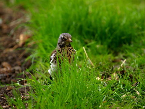 Turdus pilaris  Fieldfare,Geotagged,Romania,Turdus pilaris