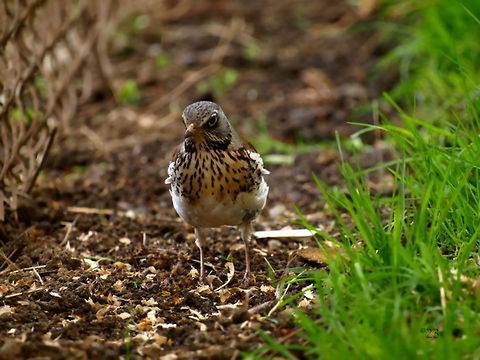 Turdus pilaris  Fieldfare,Geotagged,Romania,Turdus pilaris