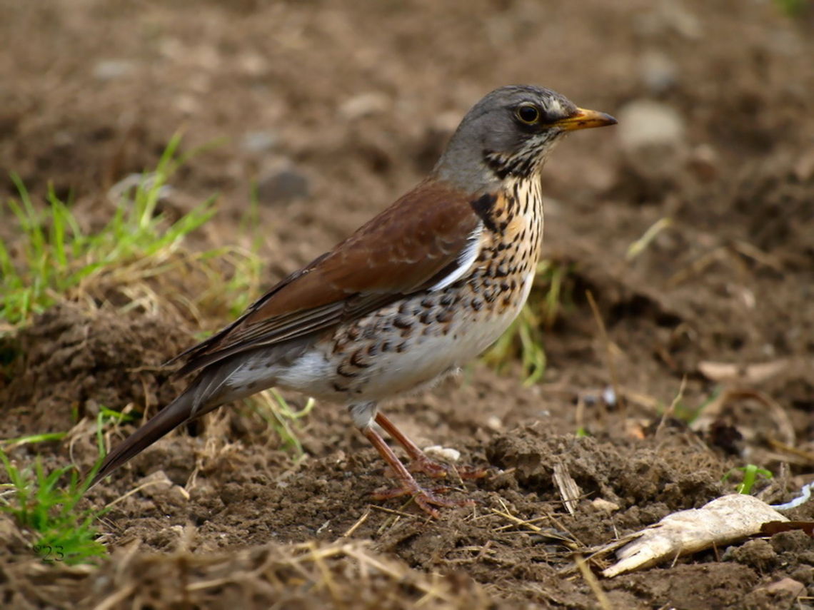 Turdus pilaris  Fieldfare,Geotagged,Romania,Turdus pilaris