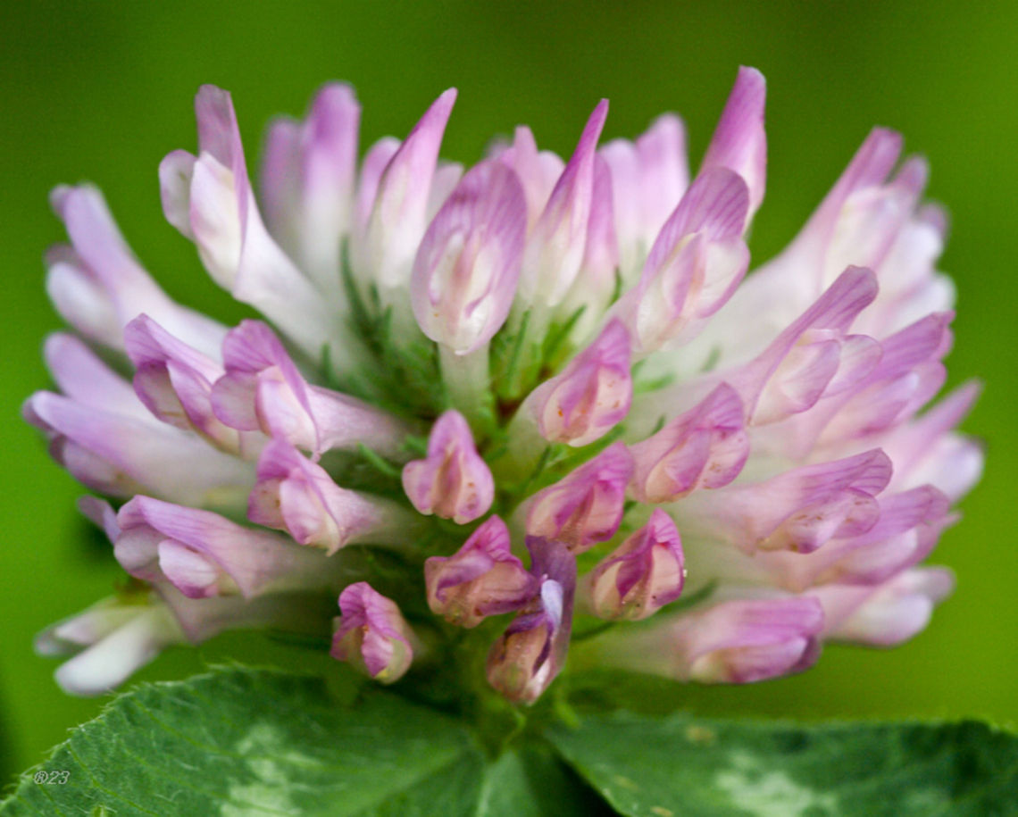 trifolium  Geotagged,Romania,Trifolium pratense