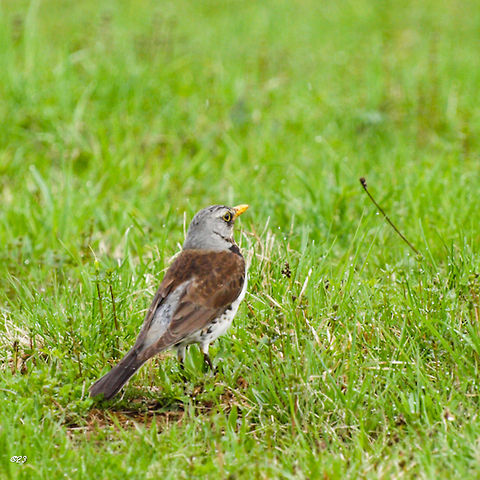 Turdus pilaris  Fieldfare,Geotagged,Romania,Turdus pilaris
