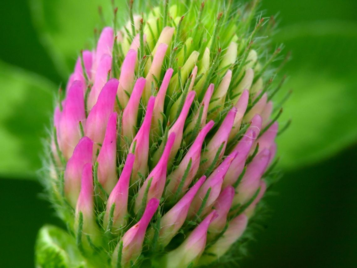 trifolium  Geotagged,Romania,Trifolium pratense
