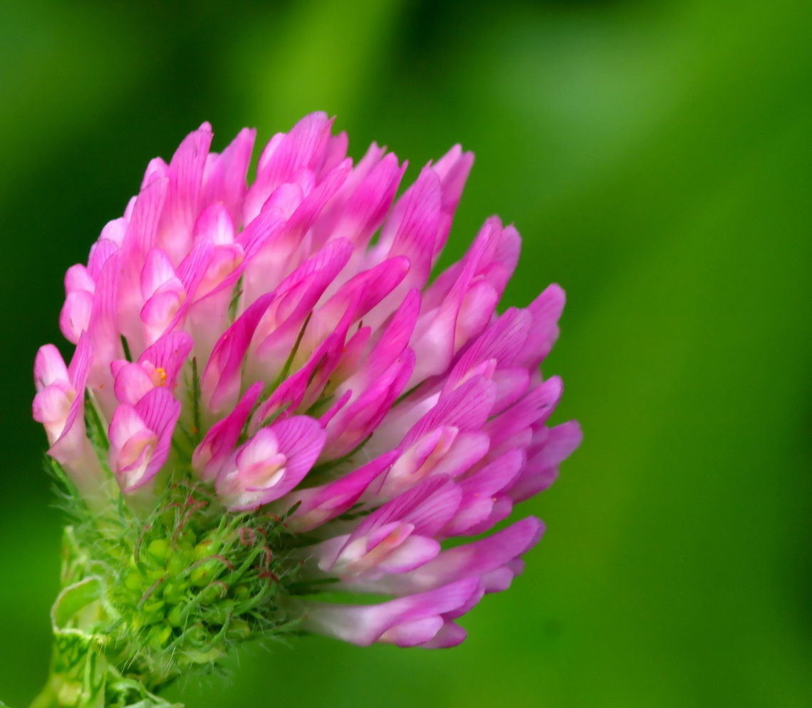 trifolium  Geotagged,Romania,Trifolium pratense