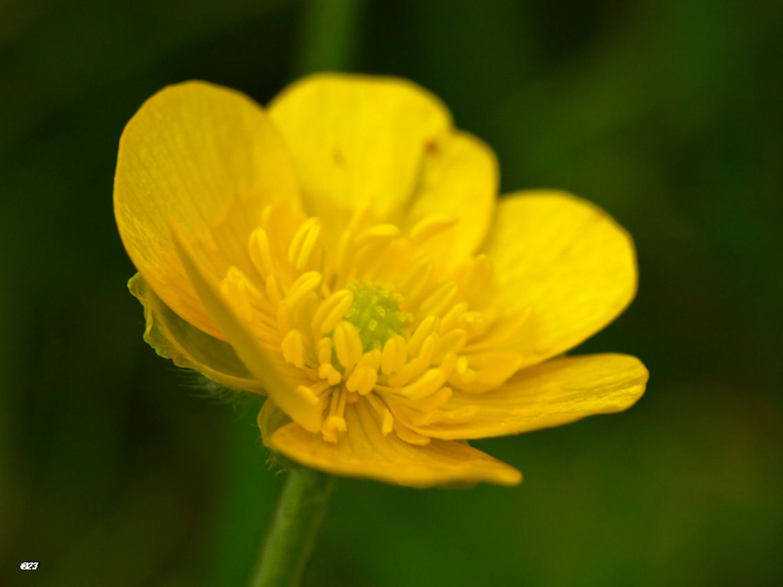 butercup  Geotagged,Ranunculus repens,Romania