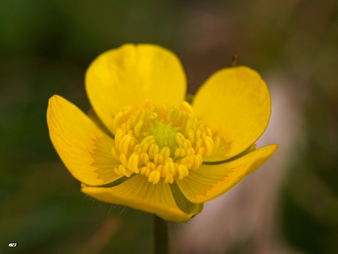 butercup  Geotagged,Ranunculus repens,Romania