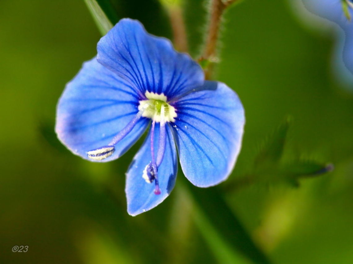 veronica  Geotagged,Romania,Veronica chamaedrys