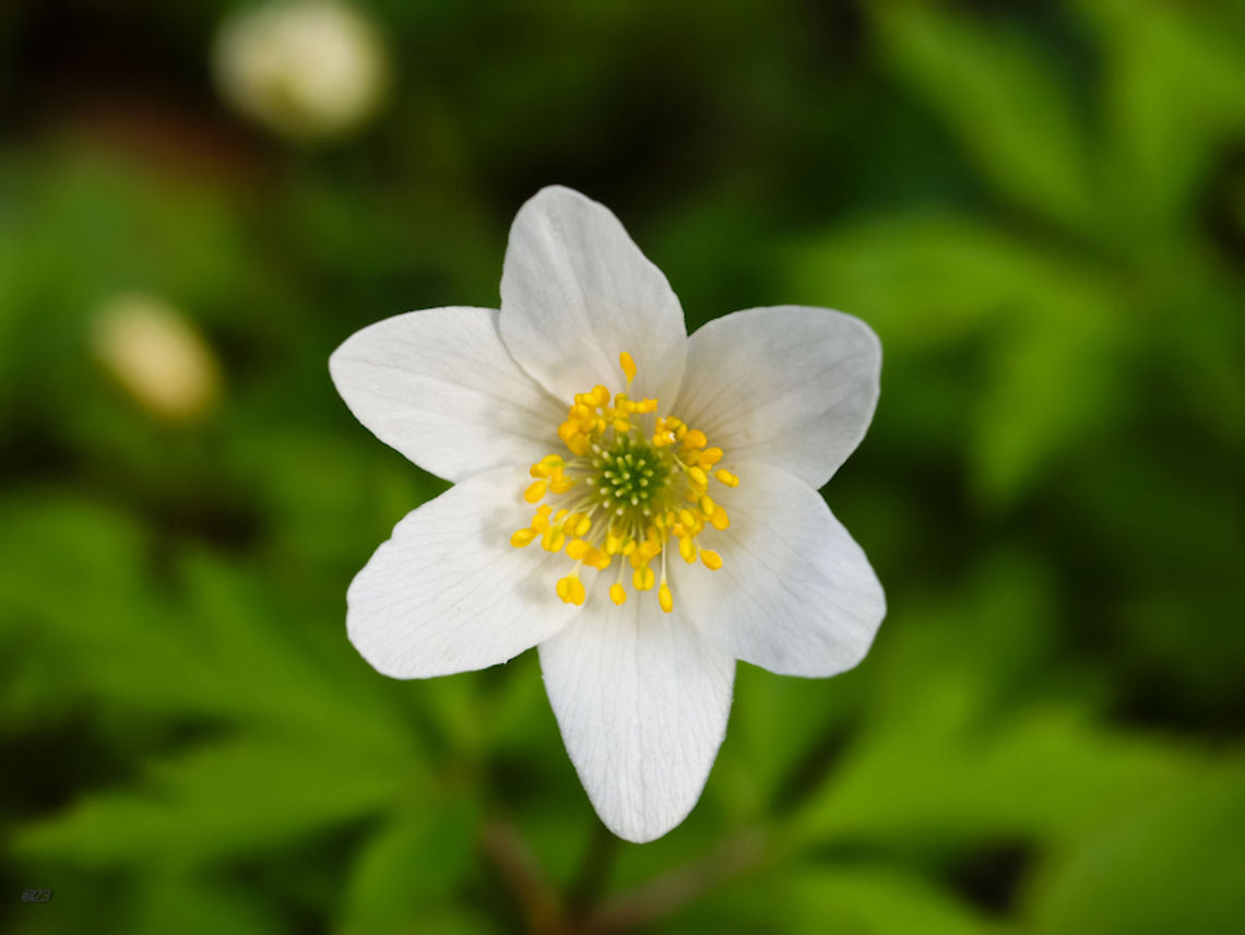 anemone  Anemone nemorosa,Geotagged,Romania,Wood anemone
